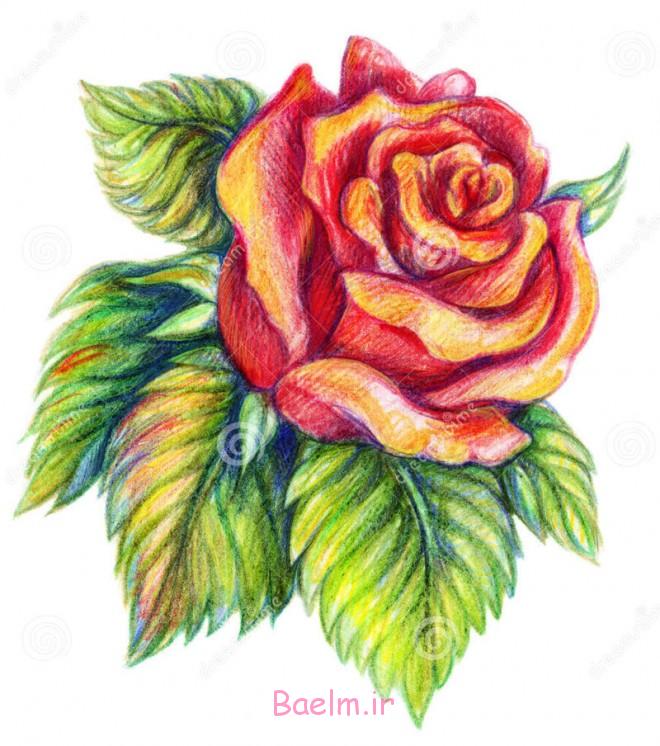 عکس گل برای نقاشی با مداد رنگی