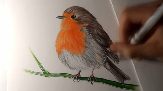 نقاشی پرنده با مداد رنگی
