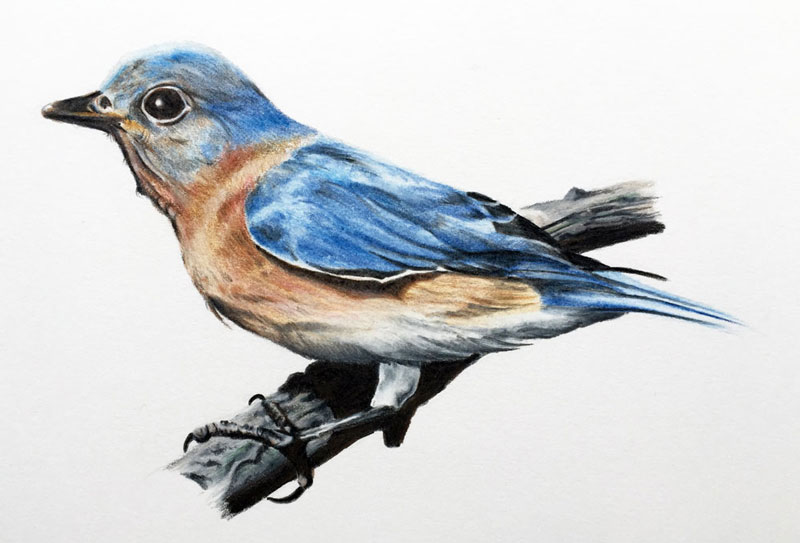نقاشی از پرنده با مداد رنگی