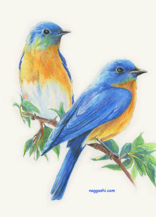 نقاشی پرنده با مداد رنگی ساده