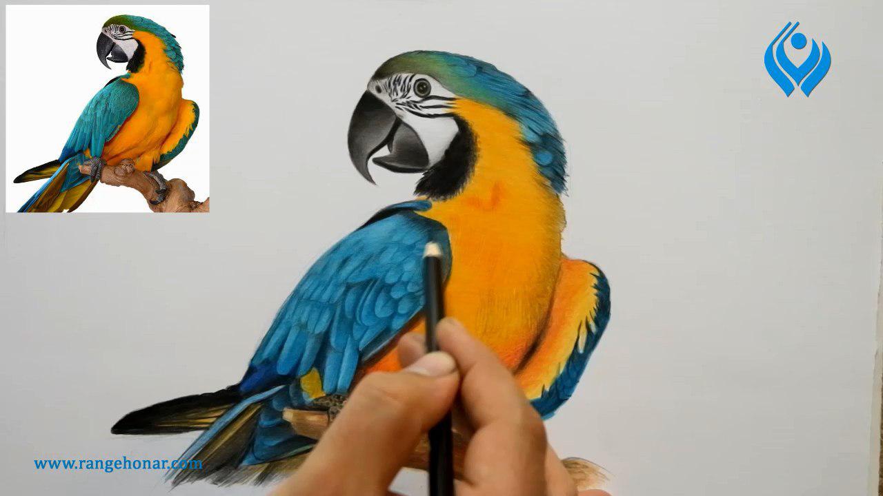مدل نقاشی پرنده با مداد رنگی