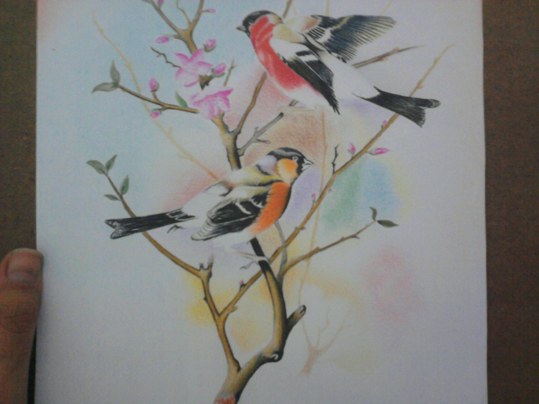 عکس از نقاشی پرنده با مداد رنگی