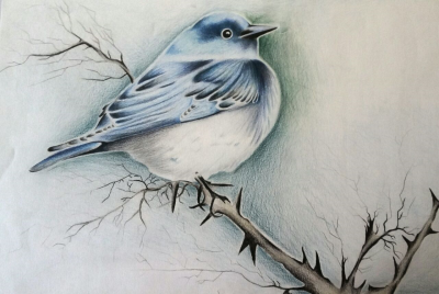 عکس نقاشی پرندگان با مداد رنگی