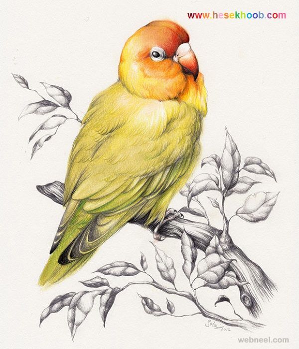 طرح نقاشی پرنده با مداد رنگی
