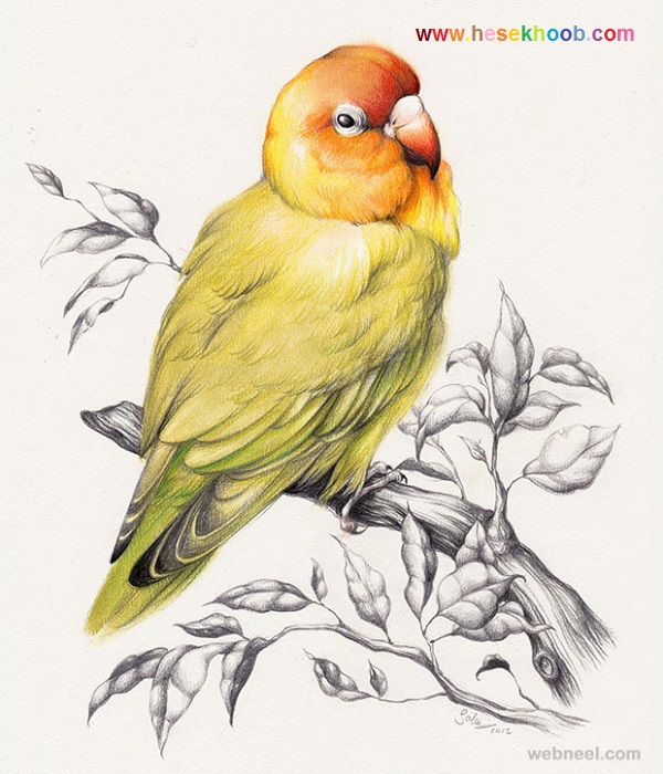 نقاشی پرنده با مداد رنگی عکس