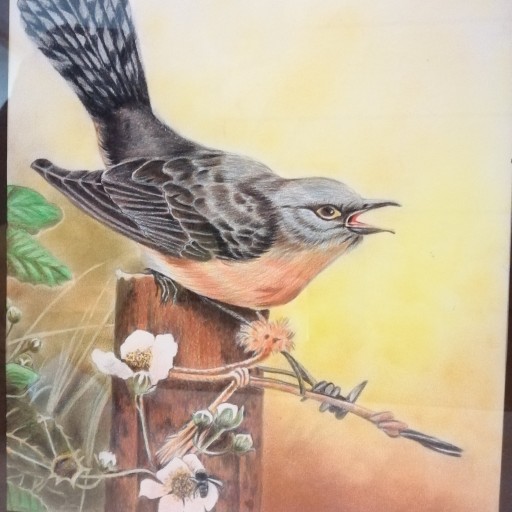 نقاشی پرنده زیبا با مداد رنگی