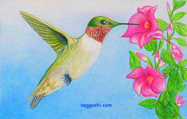 نقاشی پرنده زیبا با مداد رنگی