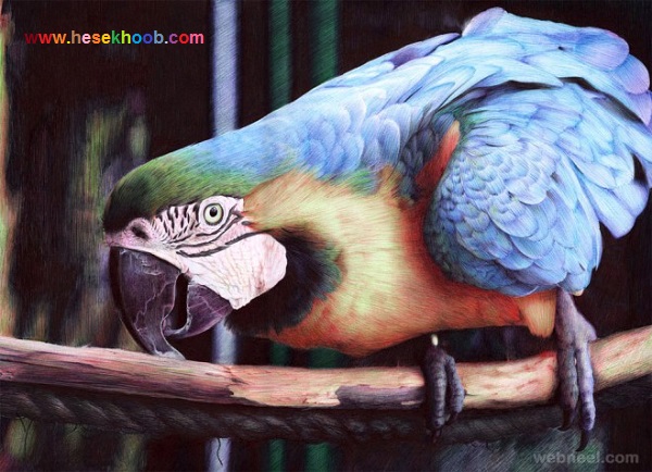 عکس های نقاشی پرنده با مداد رنگی