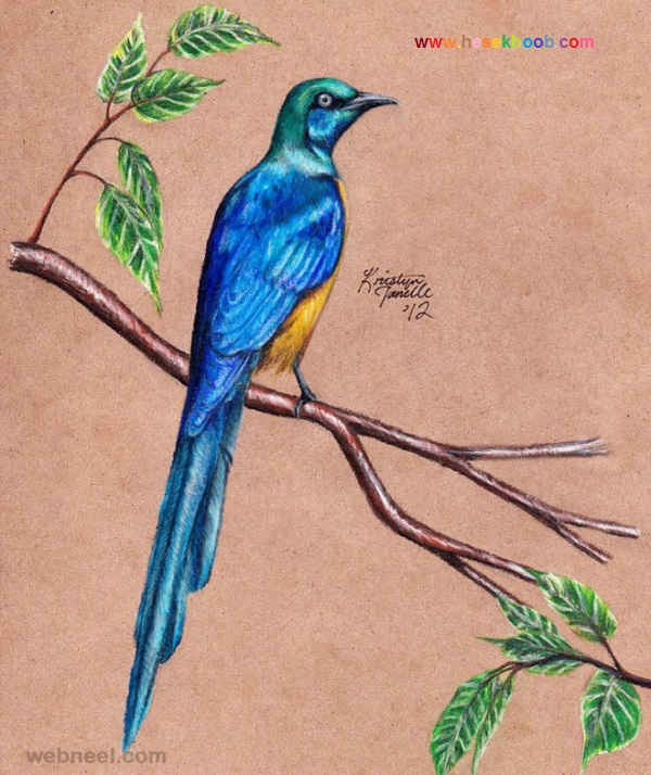 عکس نقاشی پرنده با مداد رنگی