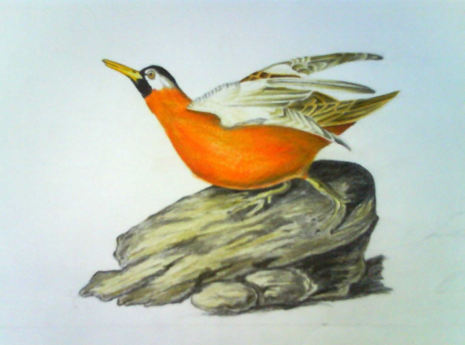 عکس پرنده برای نقاشی با مداد رنگی