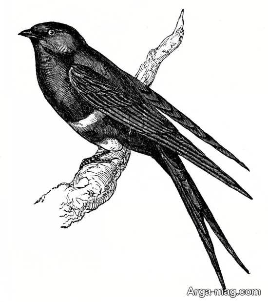 عکس نقاشی پرنده پرستو