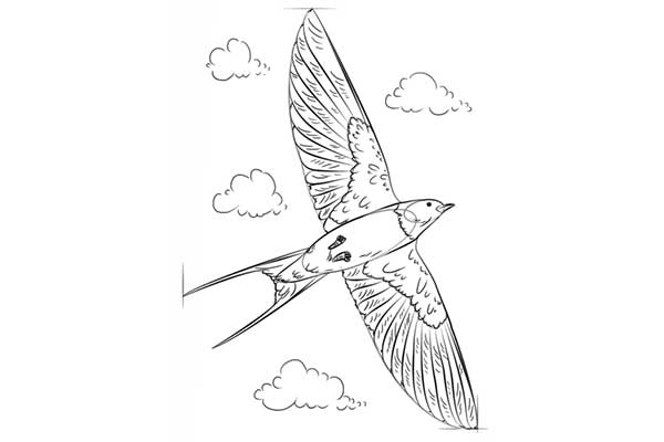عکس از نقاشی پرنده پرستو