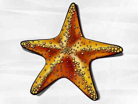 عکس نقاشی ستاره دریایی