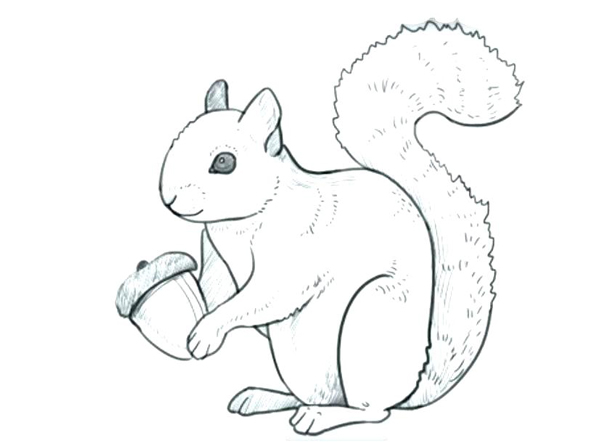 اموزش نقاشی سنجاب به کودکان