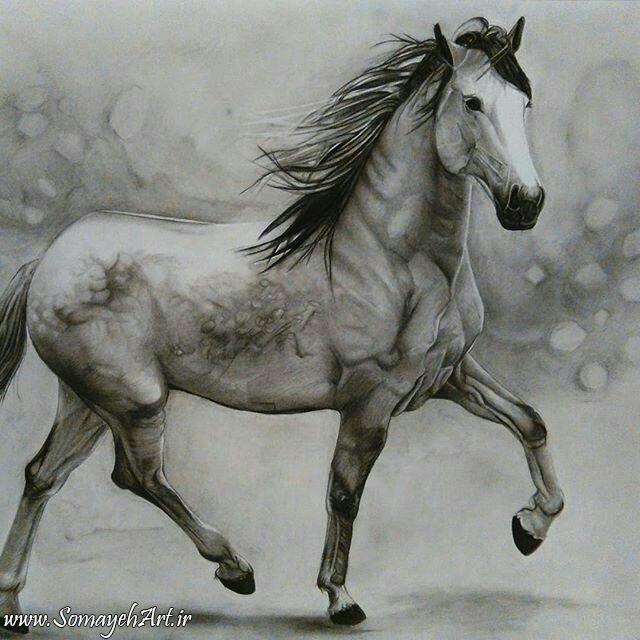نقاشی سیاه قلم اسب ساده