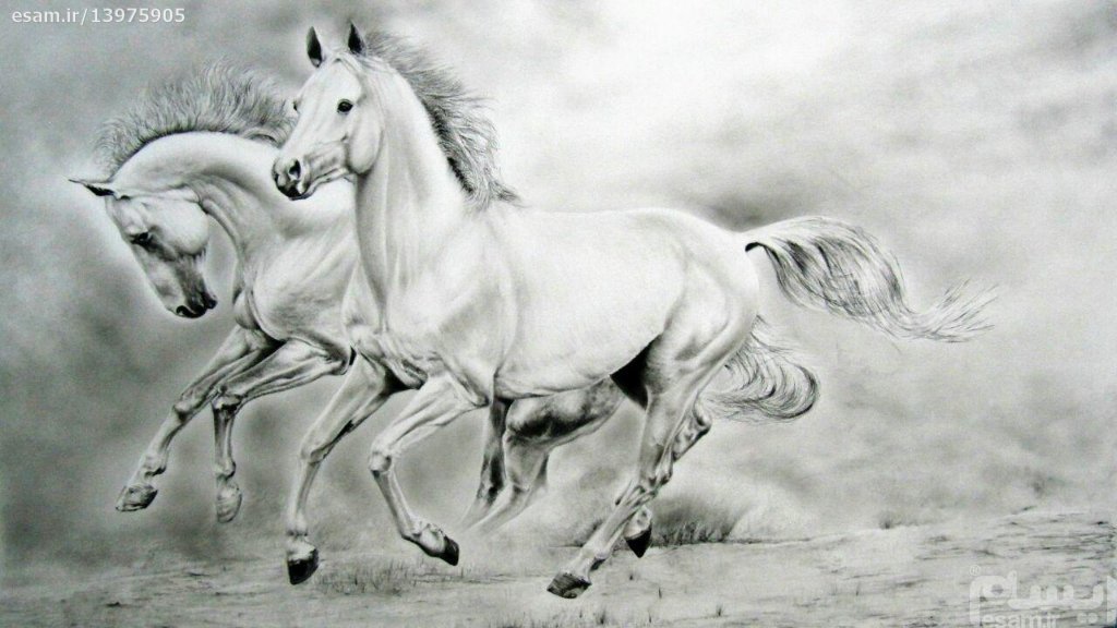 عکس اسب برای نقاشی سیاه قلم
