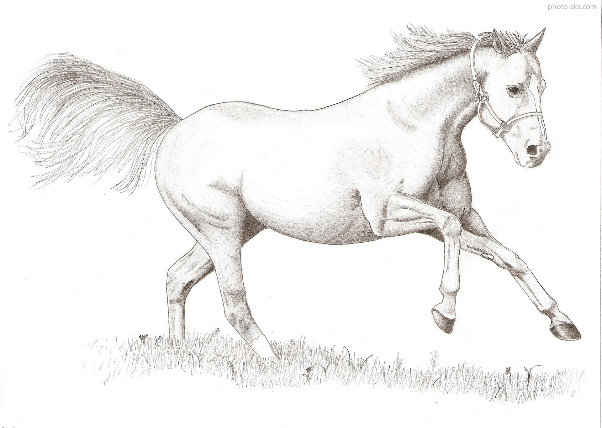 نقاشی سیاه قلم اسب ساده
