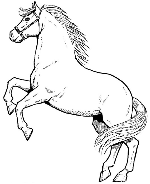 عکس اسب ساده برای نقاشی