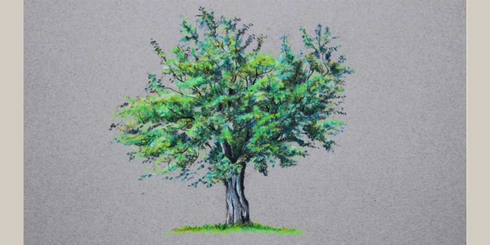 نقاشی درخت کاج با مداد رنگی