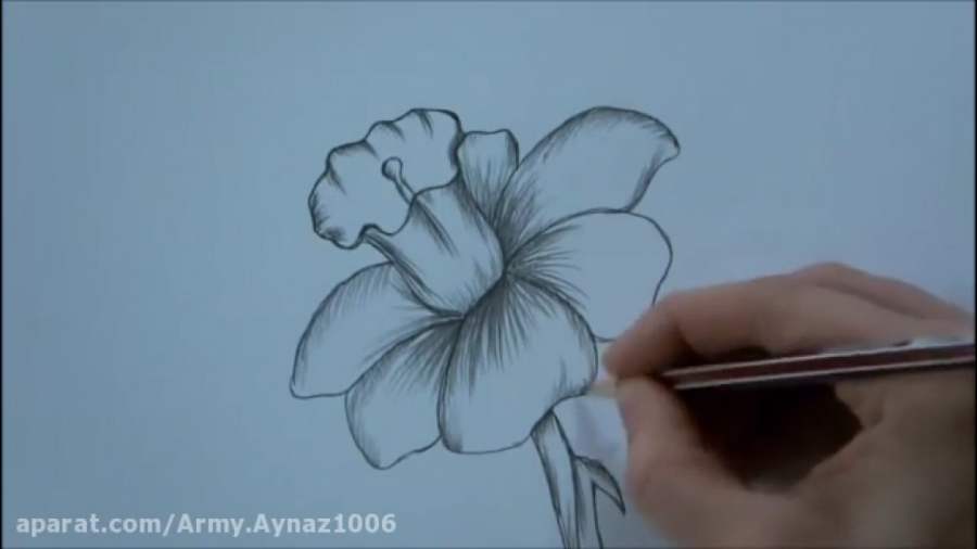 طراحی گل رز با مداد سیاه