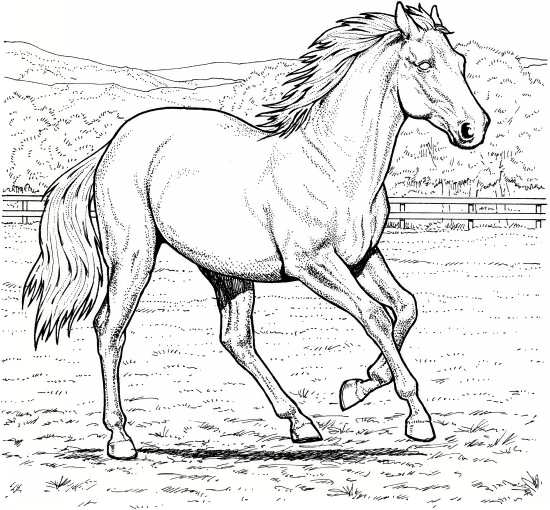 نقاشی اسب با مداد مشکی