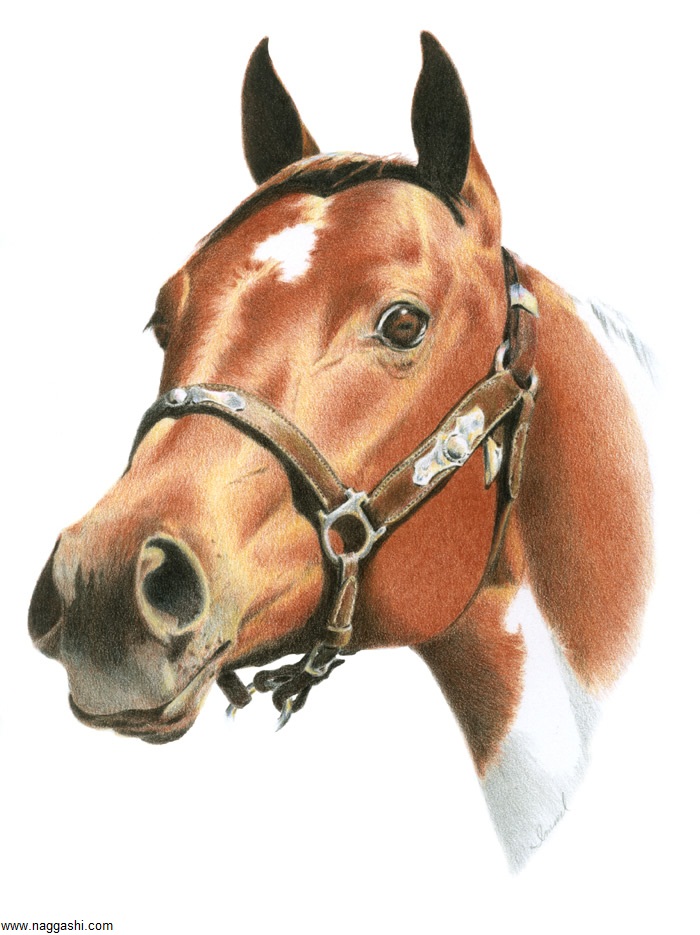 نقاشی اسب با مداد رنگی ساده