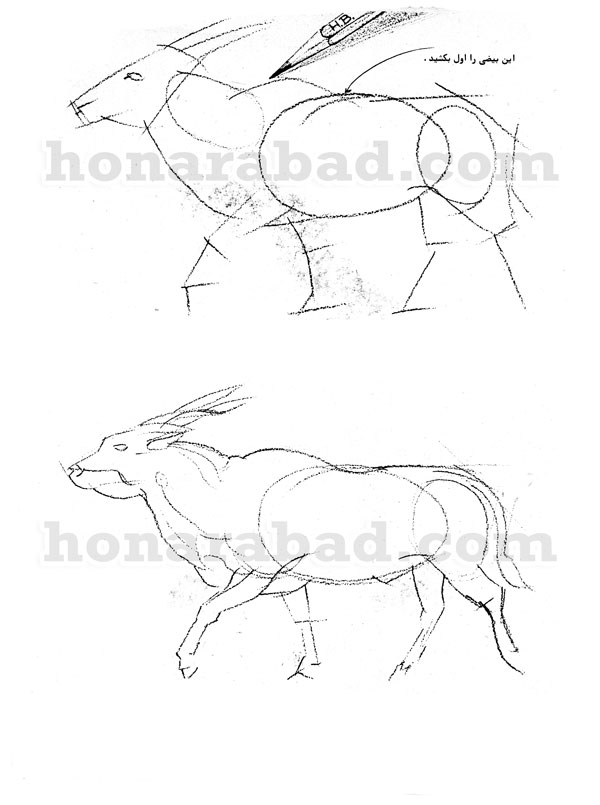 طراحی حیوانات با مداد ساده