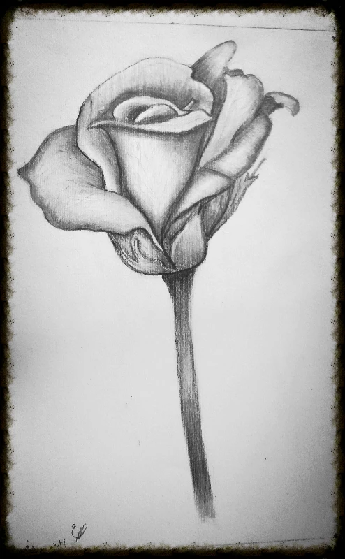 طراحی گلدان گل با مداد

