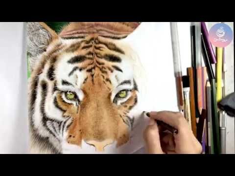 طراحی حیوانات با مداد رنگی
