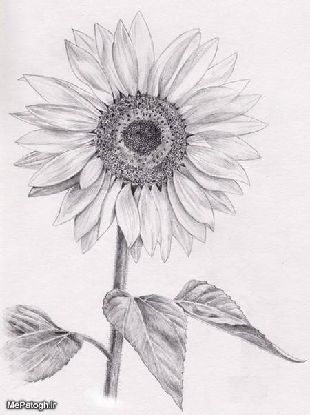 طراحی گل و گلدان با مداد سیاه ساده