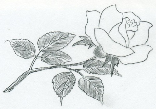 طراحی گل رز ساده با مداد سیاه