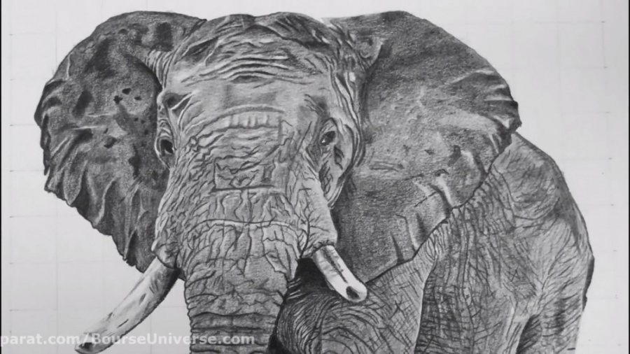 نقاشی حرفه ای حیوانات با مداد رنگی