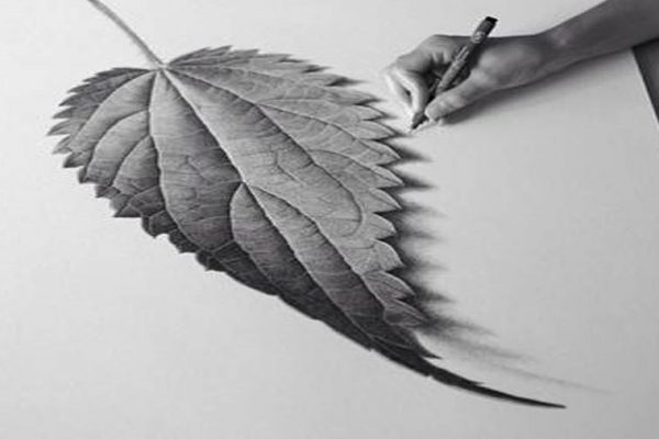 عکس طراحی برگ درخت با مداد
