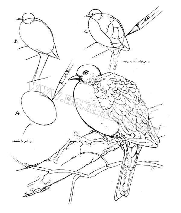 طراحی پرنده با مداد سیاه ساده