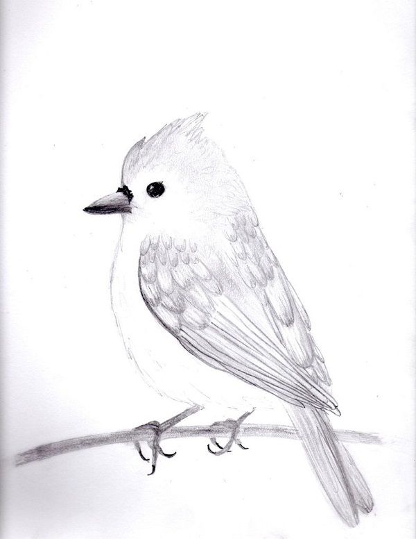 نقاشی پرندگان با مداد سیاه

