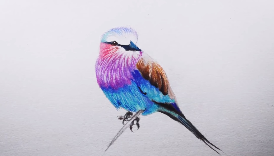 نقاشی با مداد رنگی پرنده