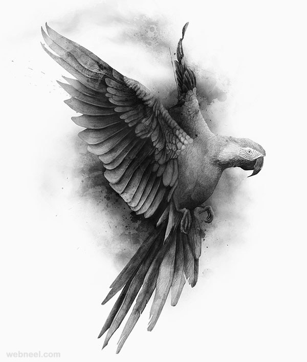عکس طراحی پرنده با مداد سیاه