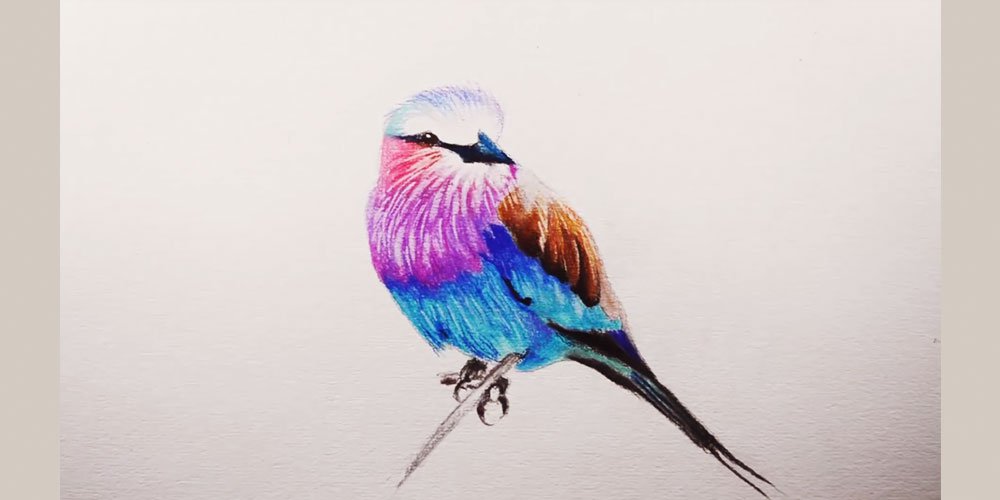 طراحی پرنده با مداد رنگی