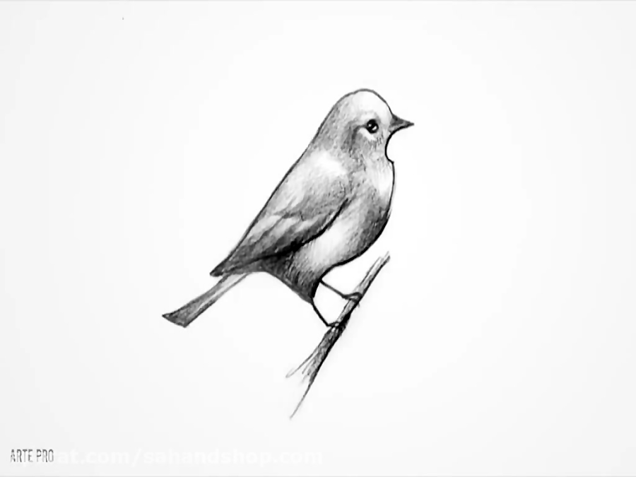 طراحی پرنده با مداد رنگی ساده