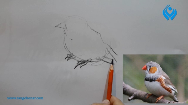 گام به گام طراحی پرندگان با مداد
