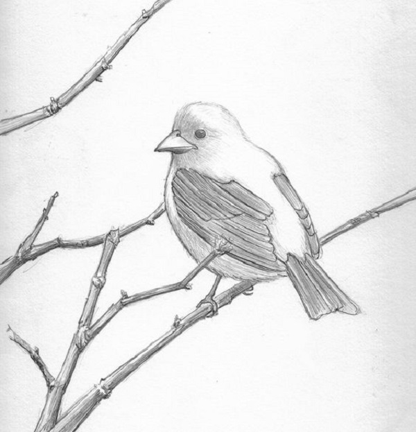 عکس طراحی پرنده با مداد سیاه