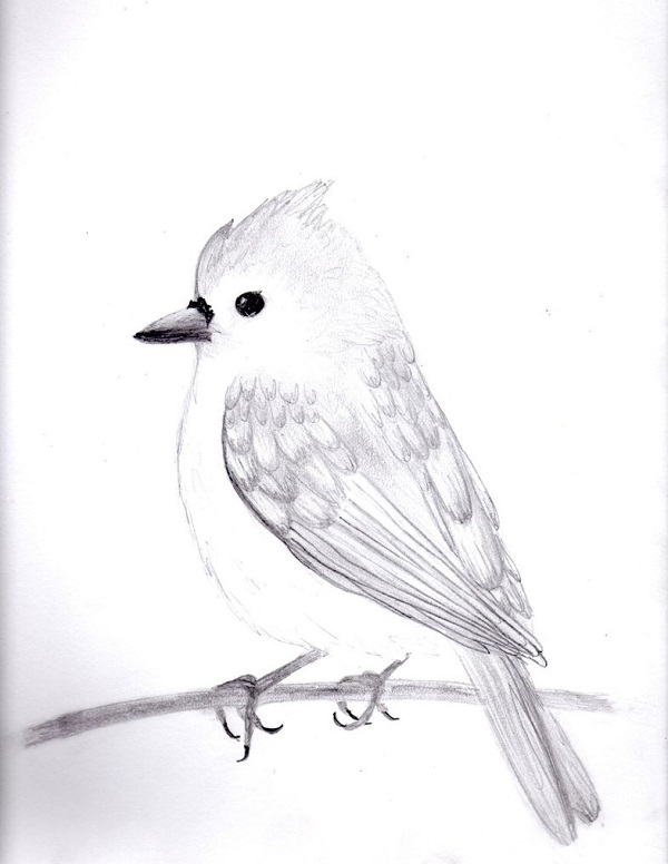 طراحی پرنده ساده با مداد سیاه
