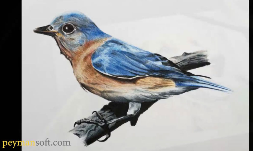 اموزش نقاشی پرندگان با مداد رنگی