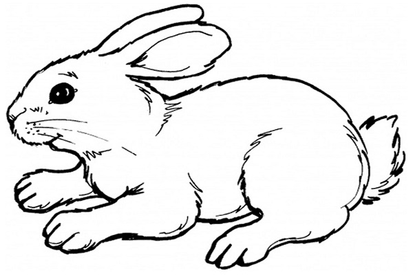 عکس نقاشی خرگوش ناز