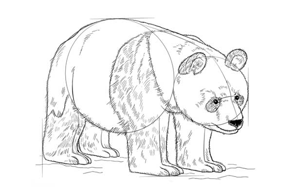 نقاشی خرس پاندا ساده