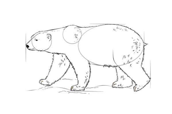 آموزش نقاشی خرس قطبی برای کودکان