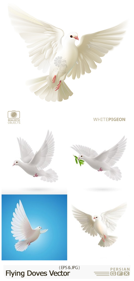 دانلود نقاشی کبوتر سفید