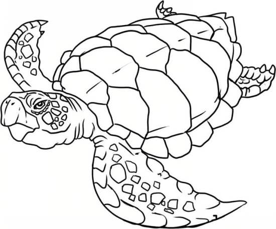 آموزش نقاشی لاک پشت دریایی