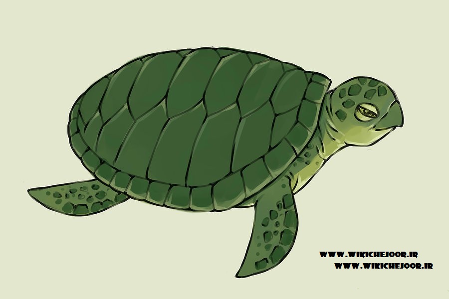 نقاشی لاک پشت دریایی