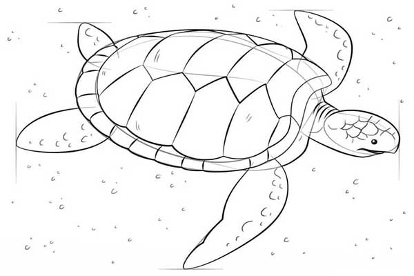 آموزش نقاشی لاک پشت دریایی